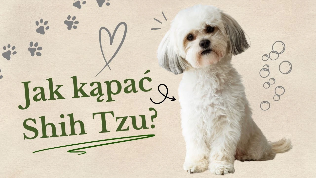 Jak kąpać psa?